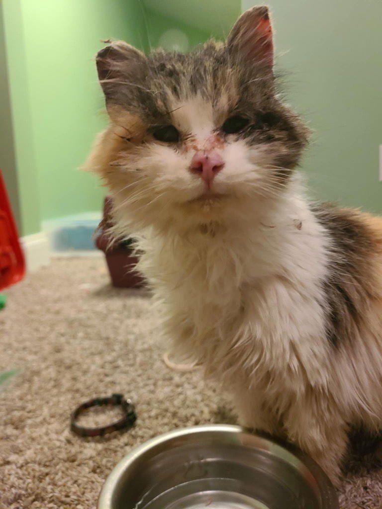 WINIFRED - Domestic Long Hair available for adoption