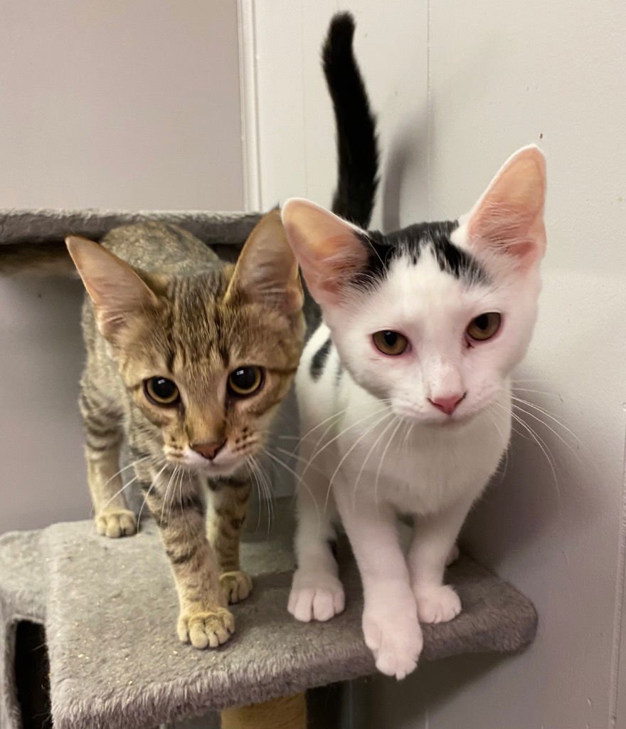 OMI - Domestic Short Hair available for adoption