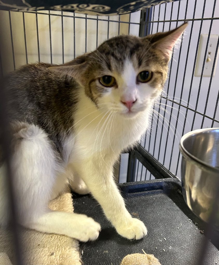 LIMBERLOST - Domestic Short Hair available for adoption