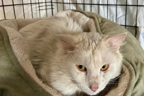 FALKOR II - Domestic Medium Hair available for adoption
