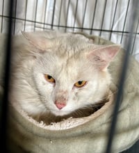 Falkor II - Photo 2