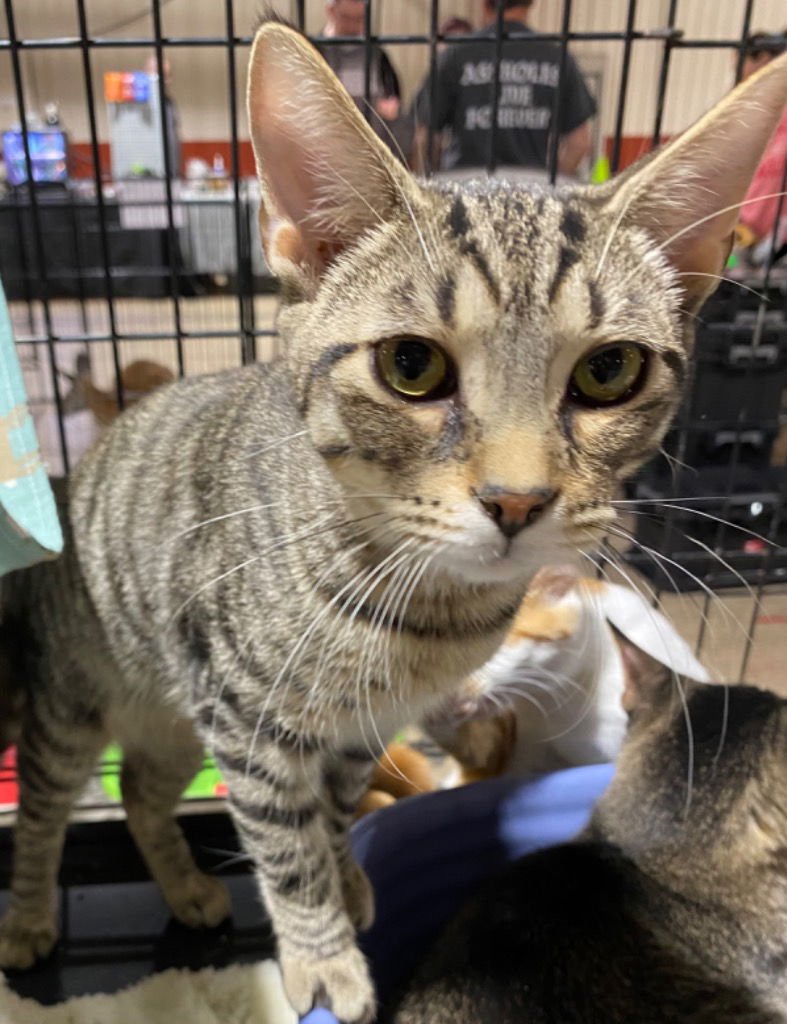 SHENRON - Domestic Short Hair available for adoption