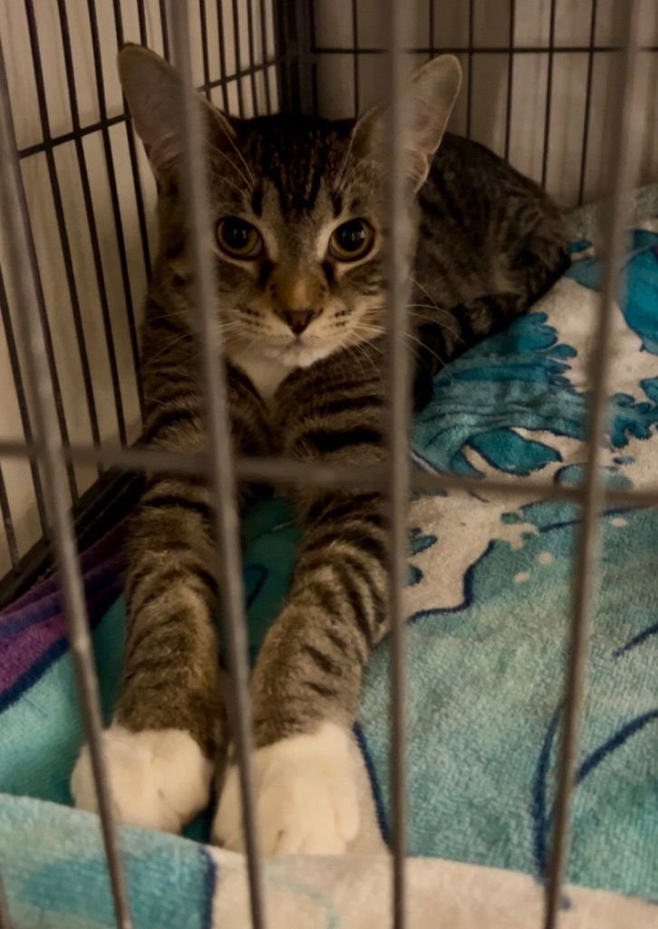 TATER - Domestic Short Hair available for adoption