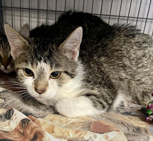 VEXA - Domestic Short Hair available for adoption