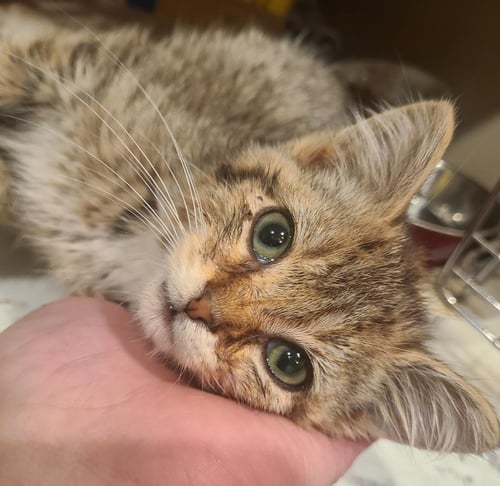 BARLEY - Domestic Short Hair available for adoption