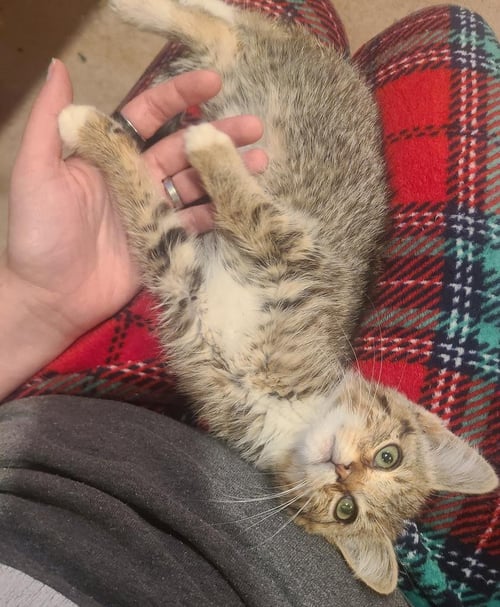 BARLEY - Domestic Short Hair available for adoption