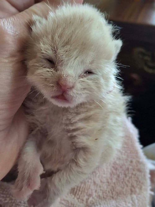 BLAIR - Domestic Short Hair available for adoption