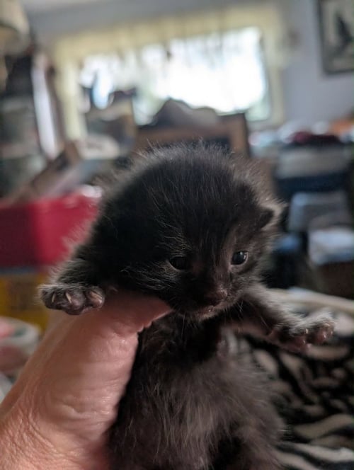 MINESTRONE - Domestic Short Hair available for adoption
