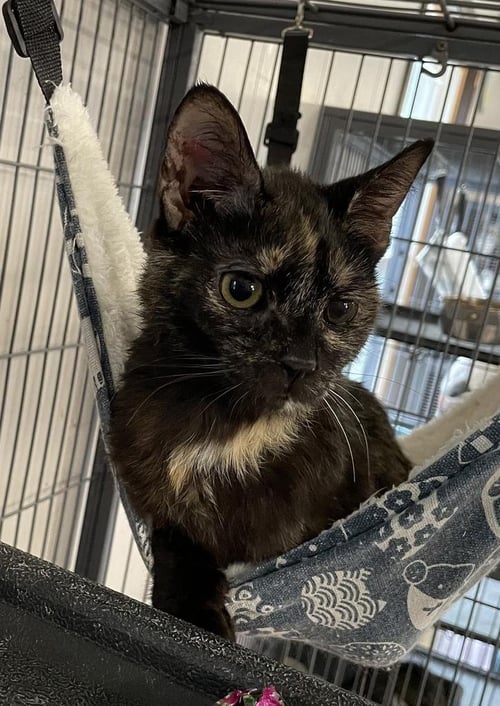 VEDA - Domestic Short Hair available for adoption
