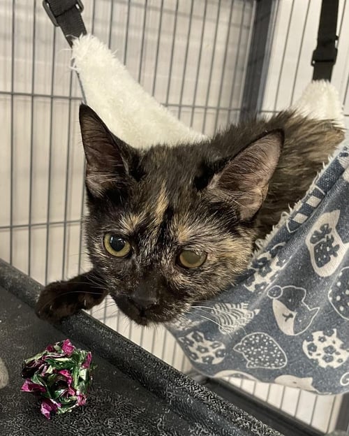 VEDA - Domestic Short Hair available for adoption