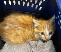 Cayenne - Photo 1