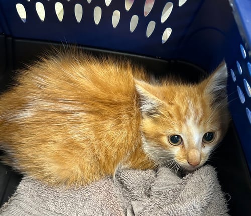 CAYENNE - Domestic Short Hair available for adoption