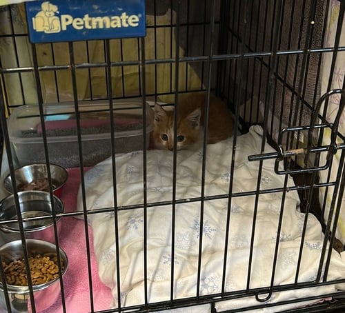 CAYENNE - Domestic Short Hair available for adoption