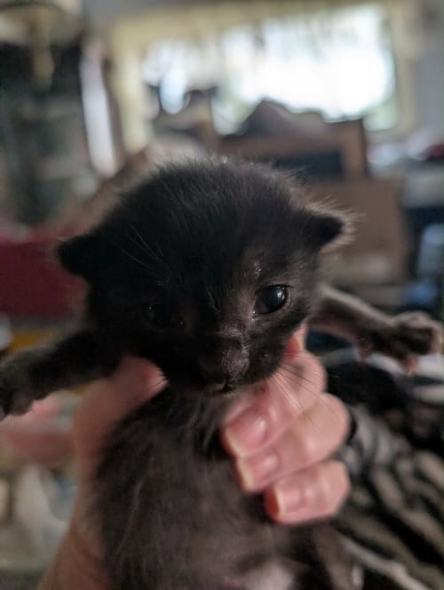 CHOWDER - Domestic Short Hair available for adoption