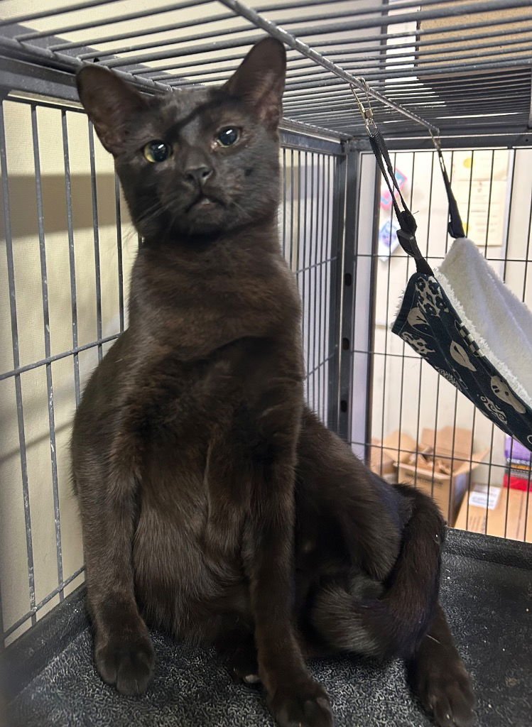 LOBLOLLY (LOLLY) - Domestic Short Hair available for adoption