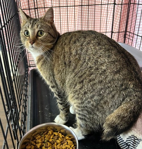 SALEM - Domestic Short Hair available for adoption