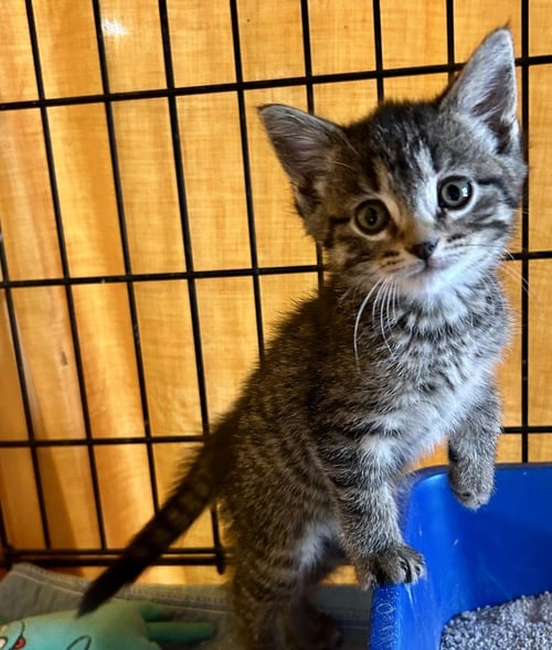 SERRANO - Domestic Short Hair available for adoption