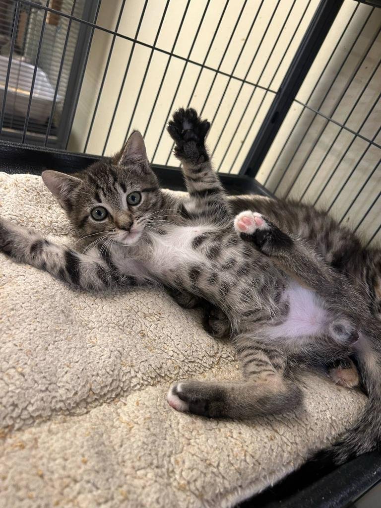 TRUMPET - Domestic Short Hair available for adoption