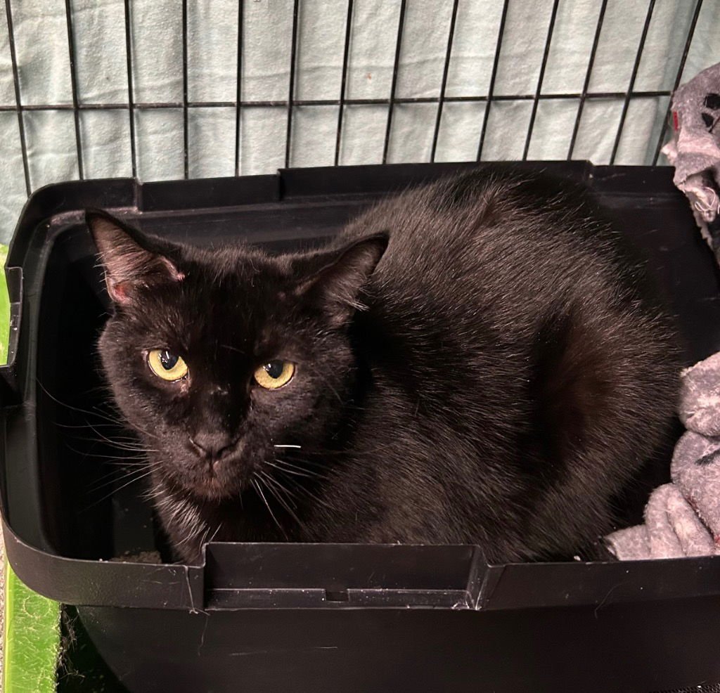 SAMMY - Domestic Short Hair available for adoption