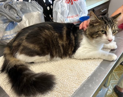 CLIFFORD - Domestic Medium Hair available for adoption