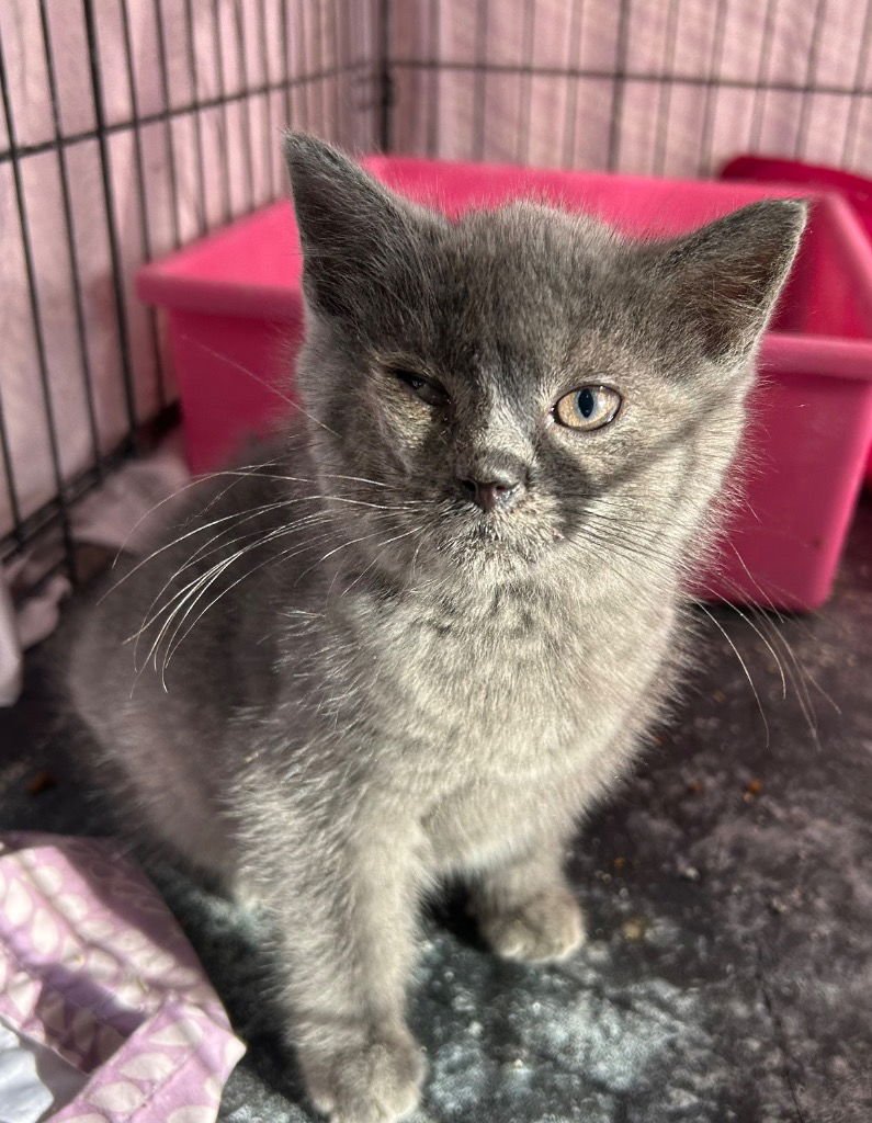 KISMET - Domestic Short Hair available for adoption