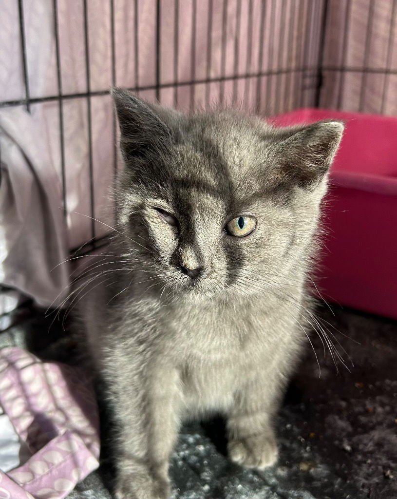 KISMET - Domestic Short Hair available for adoption