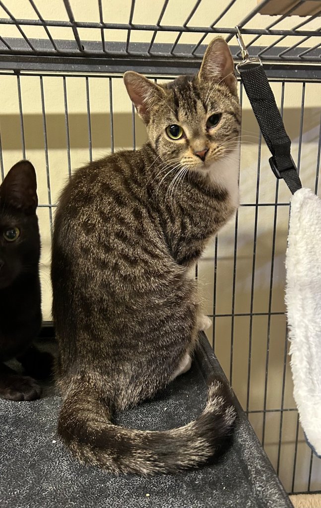 TAMARACK - Domestic Short Hair available for adoption