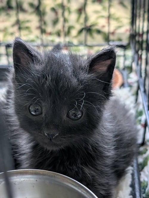 FARMALL - Domestic Short Hair available for adoption