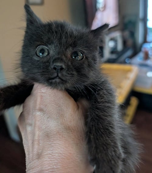 FARMALL - Domestic Short Hair available for adoption