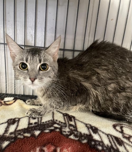 NOLA - Domestic Short Hair available for adoption