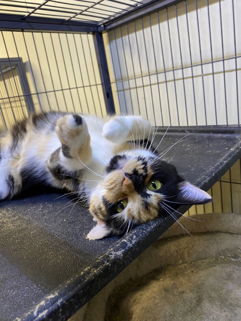 MACCHIATO - Domestic Short Hair available for adoption