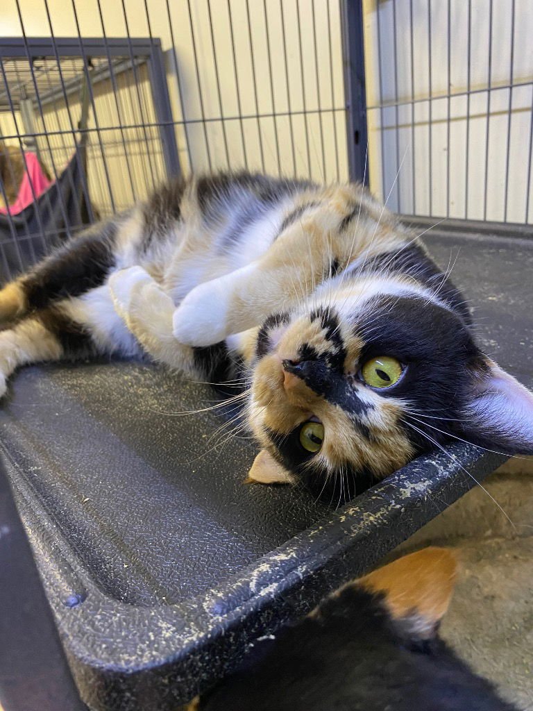 MACCHIATO - Domestic Short Hair available for adoption