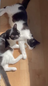 Dottie & Olive - Photo 3