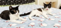 Dottie & Olive - Photo 13