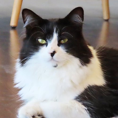 DOTTIE - Domestic Medium Hair available for adoption
