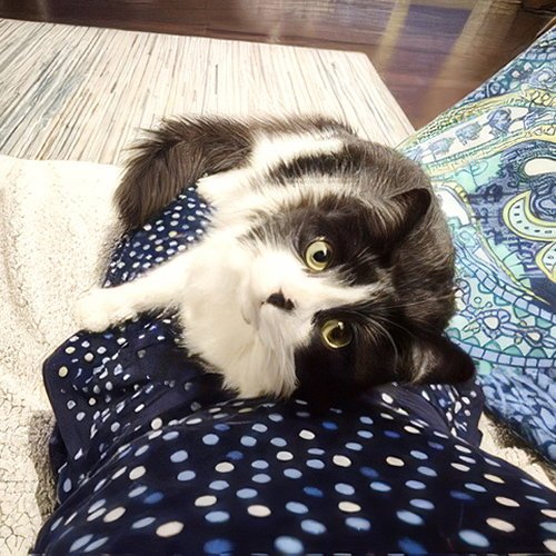 DOTTIE - Domestic Medium Hair available for adoption