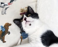 Dottie & Olive - Photo 7