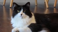 Dottie - Photo 2