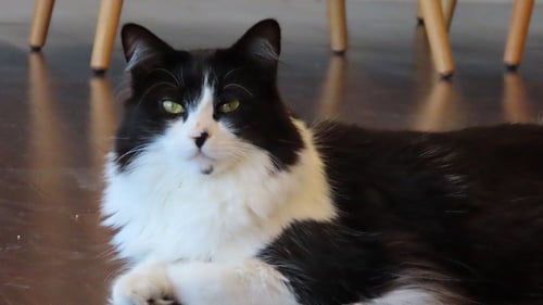 DOTTIE & OLIVE - Domestic Medium Hair available for adoption
