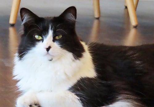 DOTTIE - Domestic Medium Hair available for adoption