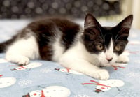 Dottie & Olive - Photo 11