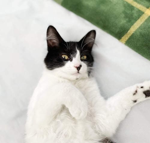 DOTTIE & OLIVE - Domestic Medium Hair available for adoption