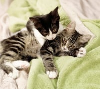 Dottie & Olive - Photo 10