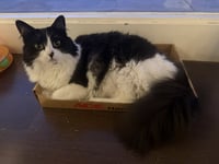 Dottie - Photo 5