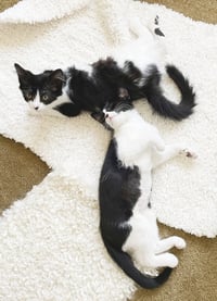 Dottie & Olive - Photo 12