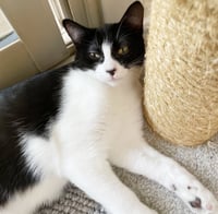 Dottie & Olive - Photo 4