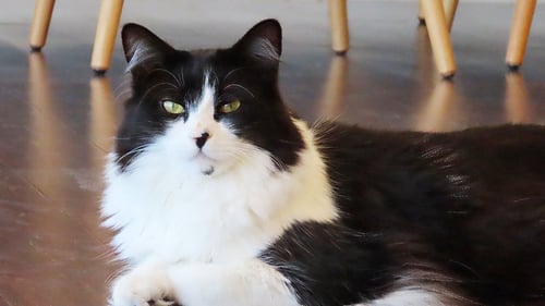 DOTTIE - Domestic Medium Hair available for adoption