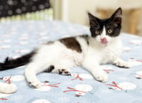 Dottie & Olive - Photo 9