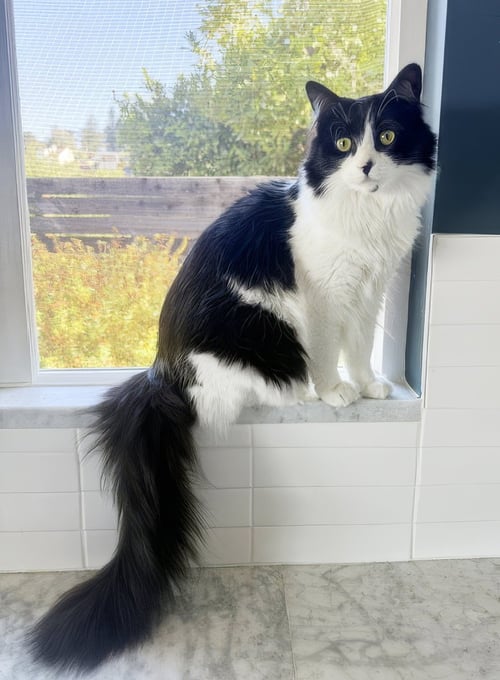 DOTTIE - Domestic Medium Hair available for adoption