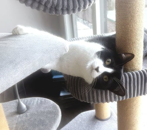 OLIVE - Domestic Short Hair available for adoption